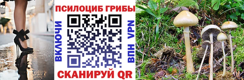 МЕГА ТОР Медногорск shop телеграм Псилоцибиновые грибы Psilocybe