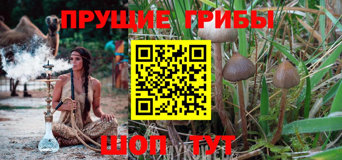 Галлюциногенные грибы прущие грибы  Вход с VPN  Галлюциногенные грибы Psilocybine cubensis  Медногорск 